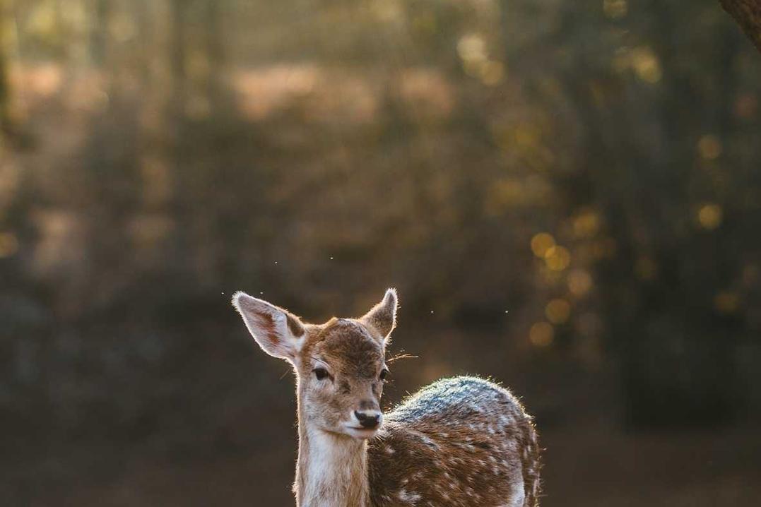 Quia quibusdam ipsa est mollitia non